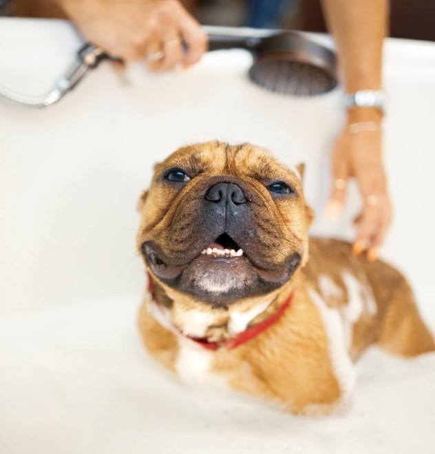 Les conseils de Justine : comment bien laver son chien 