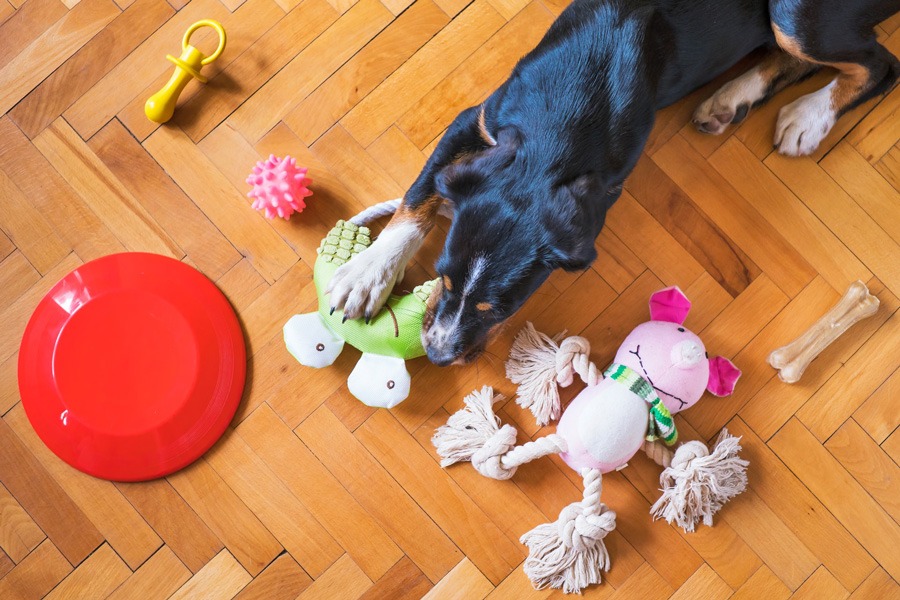 HELP ! Mon chien détruit tout dans la maison !