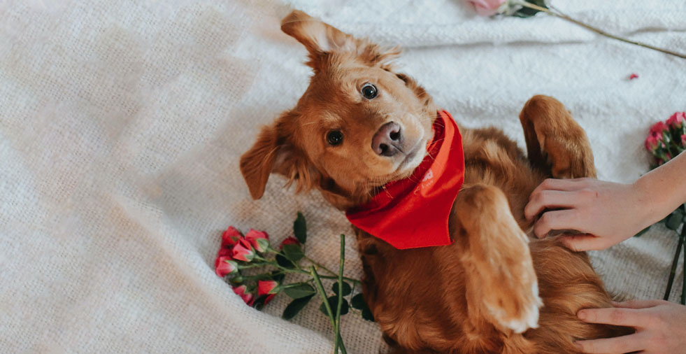 La Saint-Valentin avec son animal de compagnie