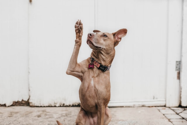 Le collier pour chien : nos conseils pour bien le choisir