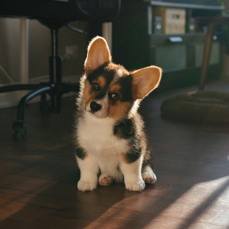 bébé corgi journée nationale du chiot