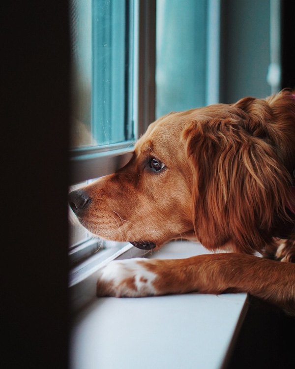 chien qui regarde par la fenêtre axiété et ennuie chez le chien
