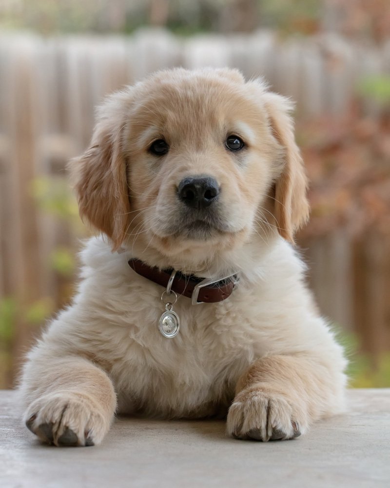 chiot golden retriever 