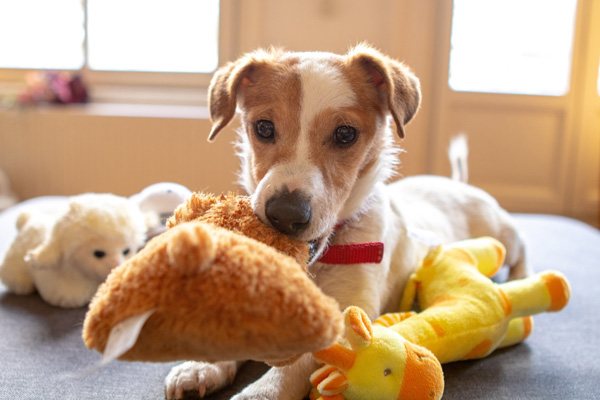 jouer avec son chien jack russel qui joue avec des peluches et jouets