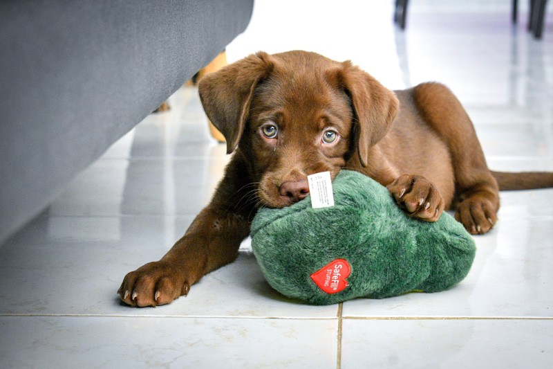 chiot labrador retriever chocolat marron